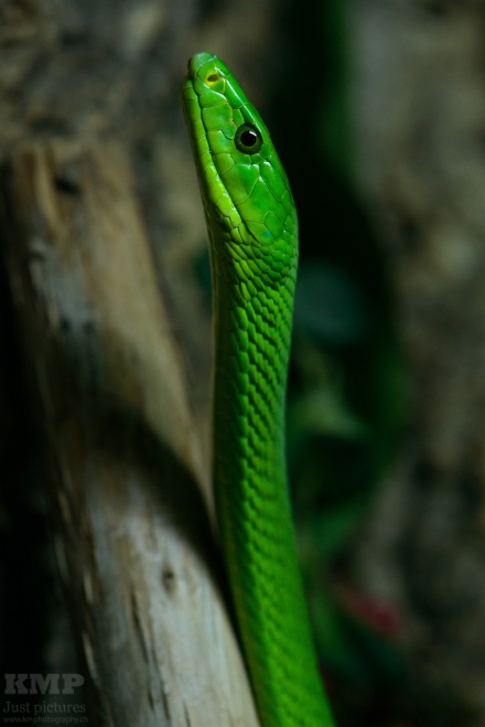 Grüne Mamba (Dendroaspis viridis)