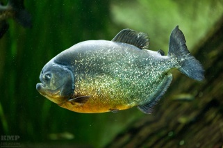 Rotbauch Piranha