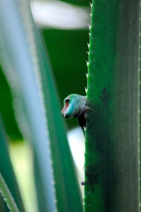 Grosser Madagaskar-Taggecko (Phelsuma Madagascariensis Grandis)
