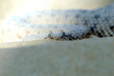 Seitenwinder-Klapperschlange (Crotalus Cerastes)
