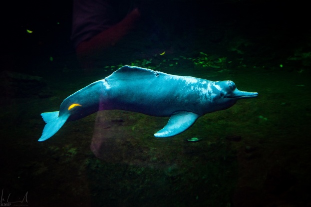 Flussdelphin